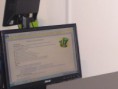 /album/galeria-de-fotos%3a-celebra%c3%a7%c3%a3o-st-patrick%e2%80%99s-day-2012/webquest-jpg3/